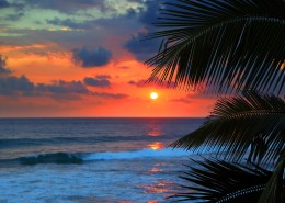 海岛椰树自然风景图片