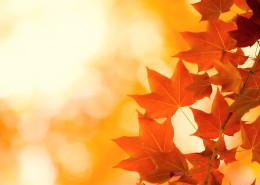 金黄色的枫叶图片大全