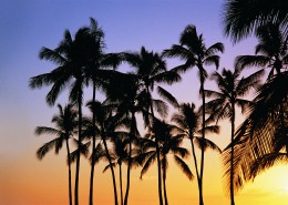 热带椰树绝美风景图片