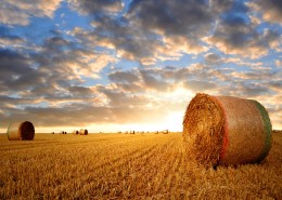 丰收的麦田图片