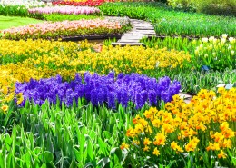 美丽的花海图片大全