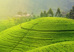 丘陵茶园景色图片