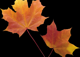 枫叶透明背景PNG图片