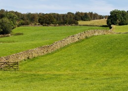 夏日草地风景图片