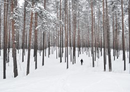 雪中的枝桠图片大全