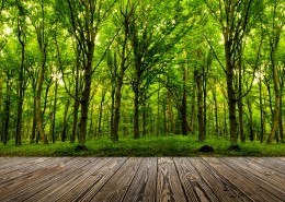 木板树林景色图片