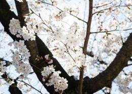 春天公园花朵图片大全