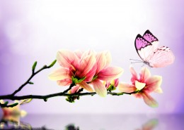唯美花朵与蝴蝶图片