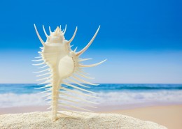 唯美沙滩贝壳图片