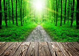 树林木板小道景色图片