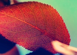 唯美红叶风景图片