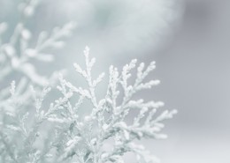 冬日唯美雪景图片