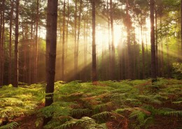 唯美的秋冬景色图片