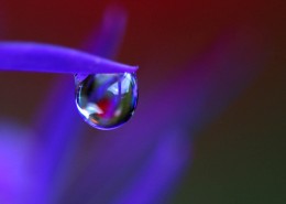 植物上的露珠图片