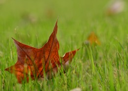 一叶知秋图片大全