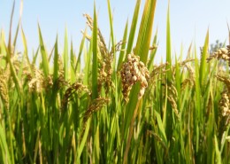 秋天稻谷丰收季节图片