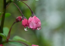 唯美清新的水珠图片