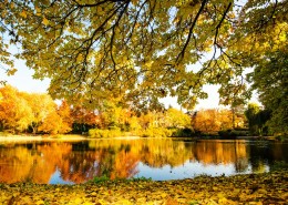 金黄秋天湖泊唯美风光图片