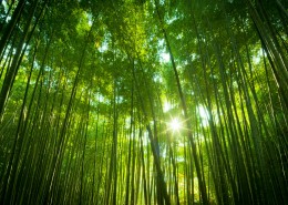 美丽的树木丛林图片