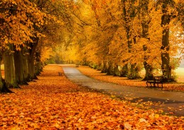 金秋森林图片大全