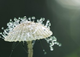 夏日晶莹的露珠图片大全