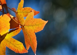 唯美的秋叶风景图片