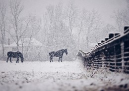 大雪纷飞的冬季美景图片