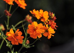 秋日花园小景图片
