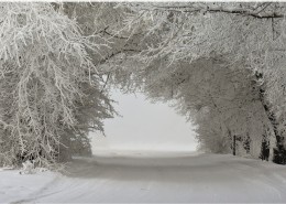 雪后的林间道路图片