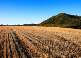 金黄色麦田风景图片
