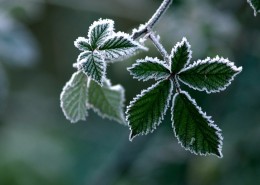 霜下的大自然图片大全