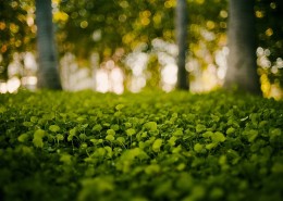 绿意盎然的青草丛图片