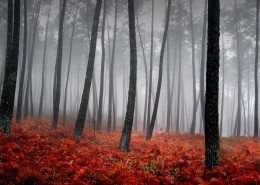 雾中美丽温柔的世界图片大全