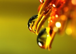 晶莹的露珠图片