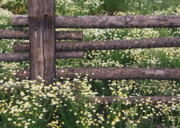 美丽的栅栏图片