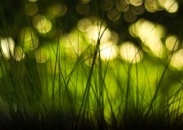 清新嫩草特写图片