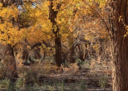 胡杨林秋色风景图片