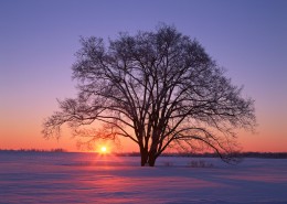 黄昏树木剪影图片