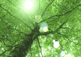 参天大树和阳光图片