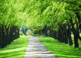 绿荫小路图片大全