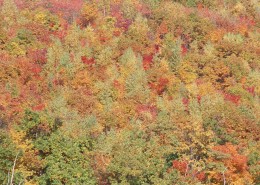 秋季森林图片大全