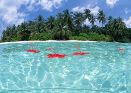 椰树海滨风景图片