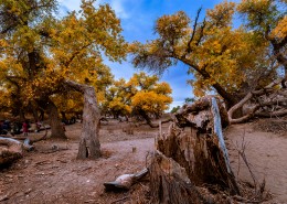 额济纳胡杨林自然风景图片
