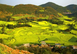云南罗平油菜花海自然风景图片