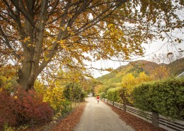 新西兰箭镇秋色无边风景图片