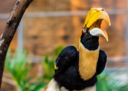 泰国动物园图片