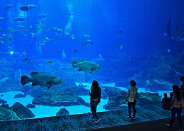 奇妙的水族馆图片大全