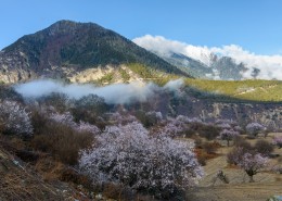 西藏林芝桃花风景图片