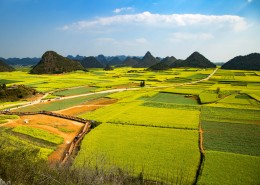 云南罗平油菜花风景图片