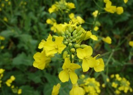 江西婺源油菜花风景图片